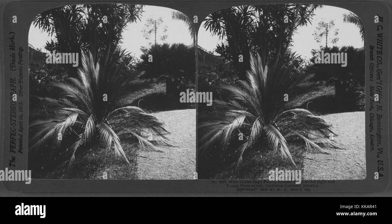 West Indies Sago Palms, mother plant at the right and young plant at ...