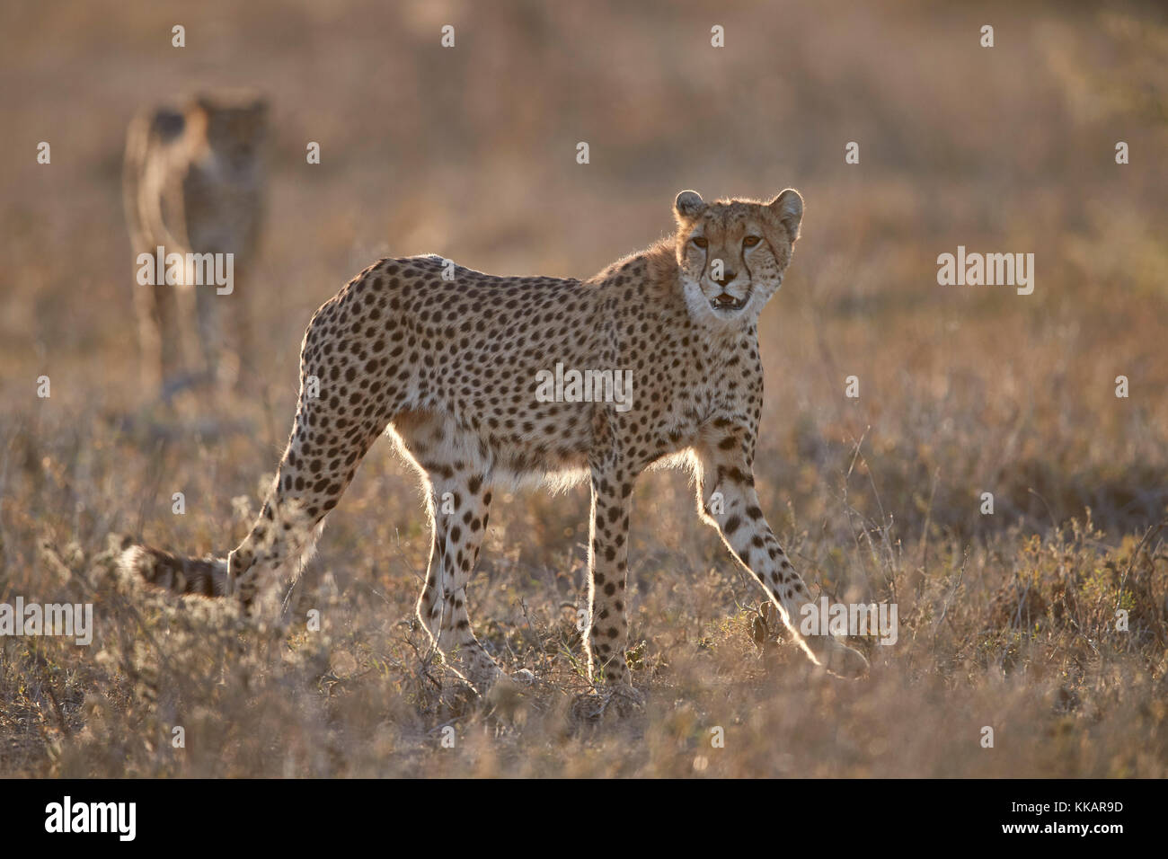 Two Cheetah (Acinonyx jubatus), Ngorongoro Conservation Area, Tanzania, East Africa, Africa Stock Photo