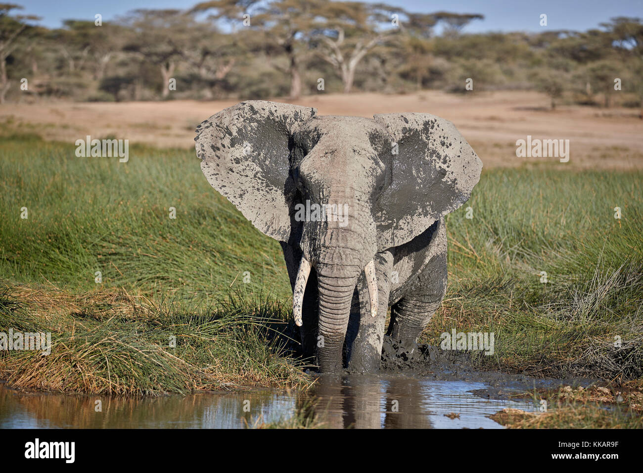 African Elephant (Loxodonta africana), male mud bathing, Ngorongoro Conservation Area, Tanzania, East Africa, Africa Stock Photo