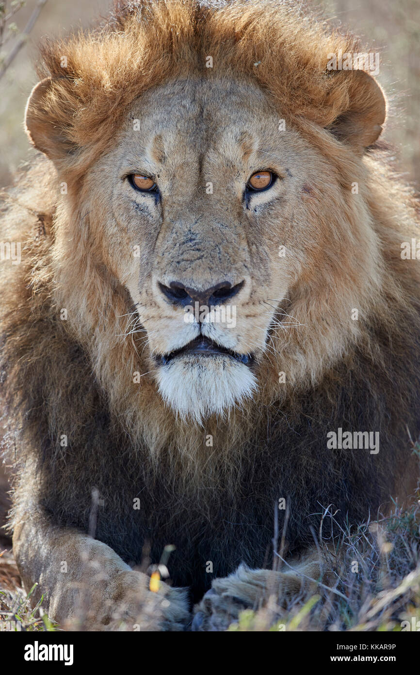 Lion (Panthera leo), Ngorongoro Conservation Area, Tanzania, East Africa, Africa Stock Photo