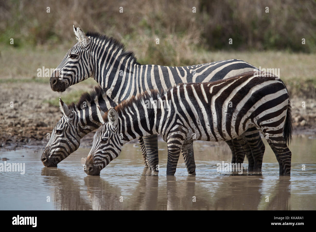 Common Zebra (Plains Zebra) (Burchell's Zebra) (Equus burchelli