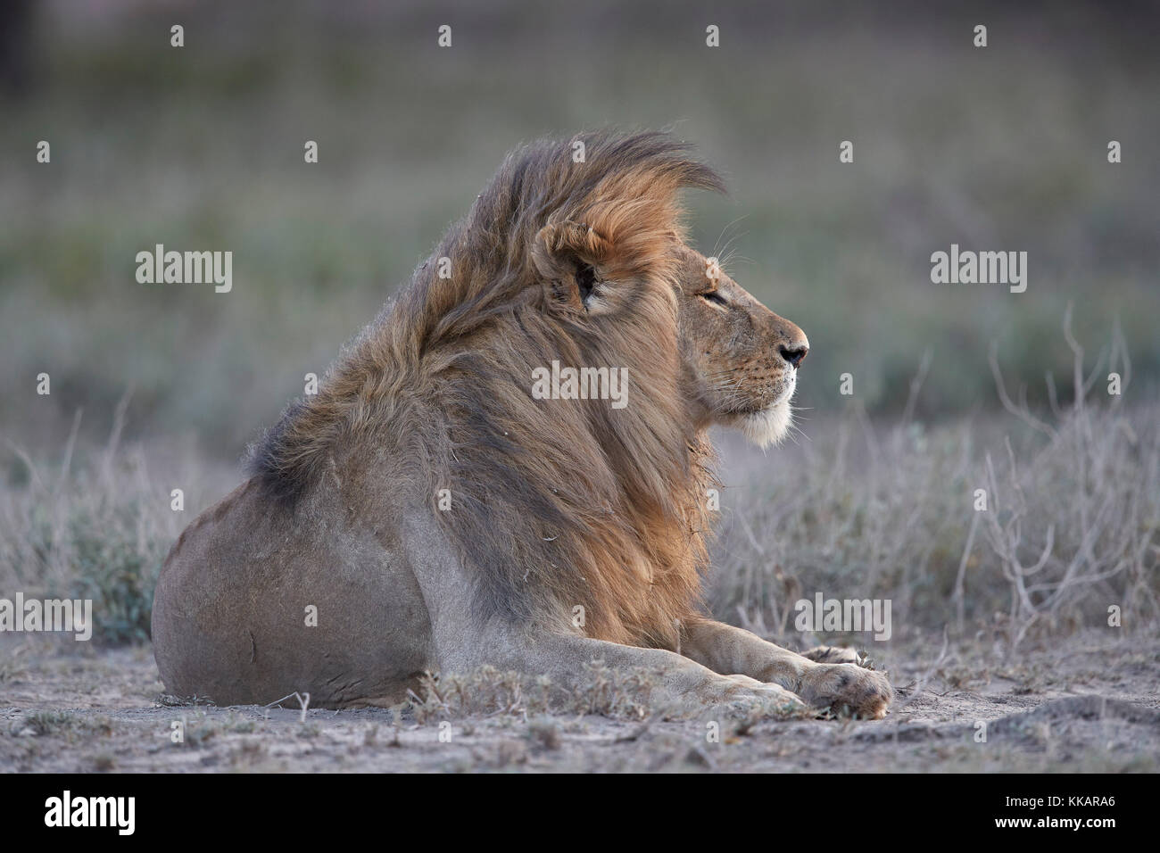 Lion (Panthera leo), Ngorongoro Conservation Area, Tanzania, East Africa, Africa Stock Photo