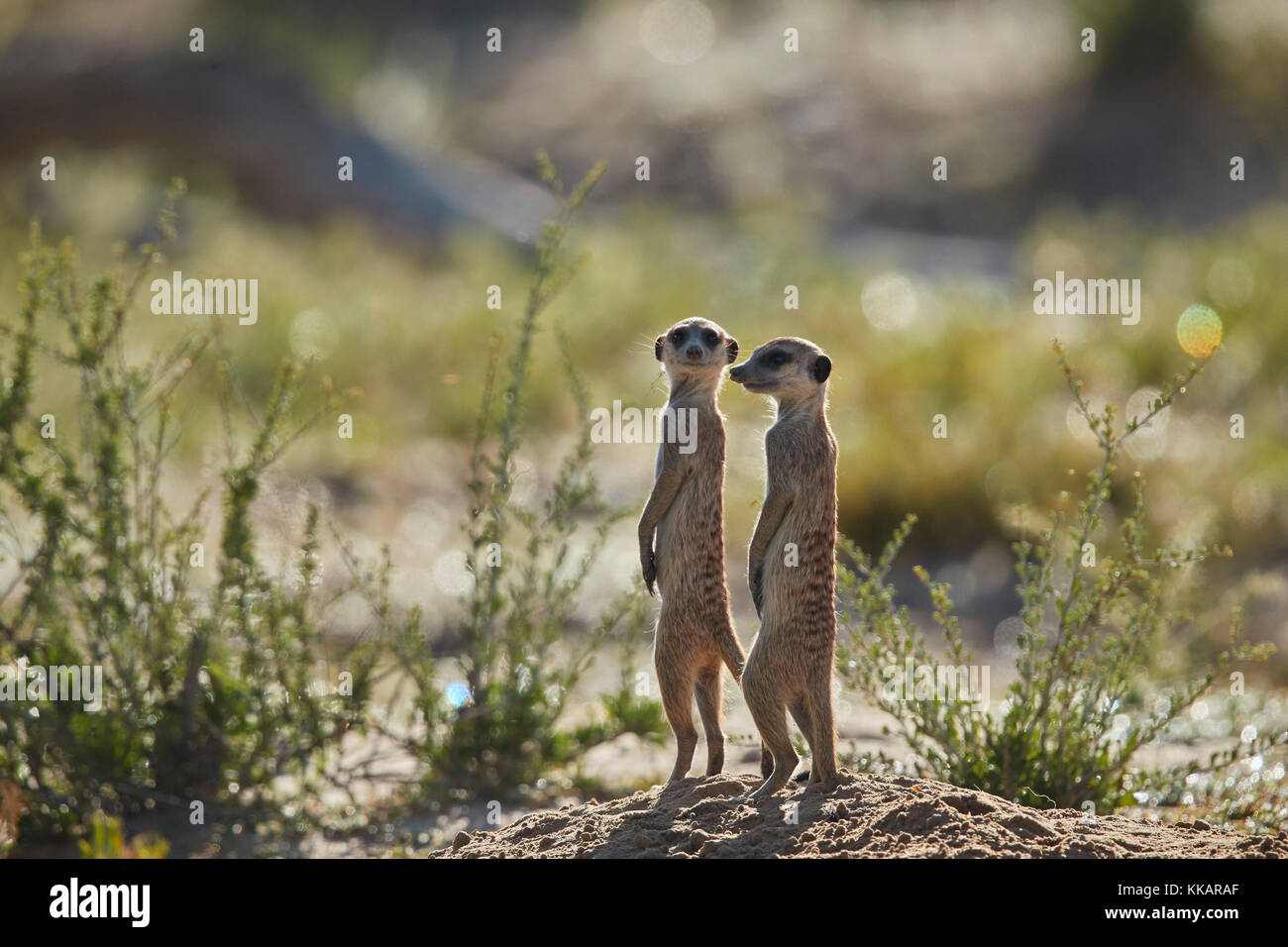 Two Meerkat (Suricate) (Suricata suricatta) prairie-dogging, Kgalagadi Transfrontier Park, South Africa, Africa Stock Photo