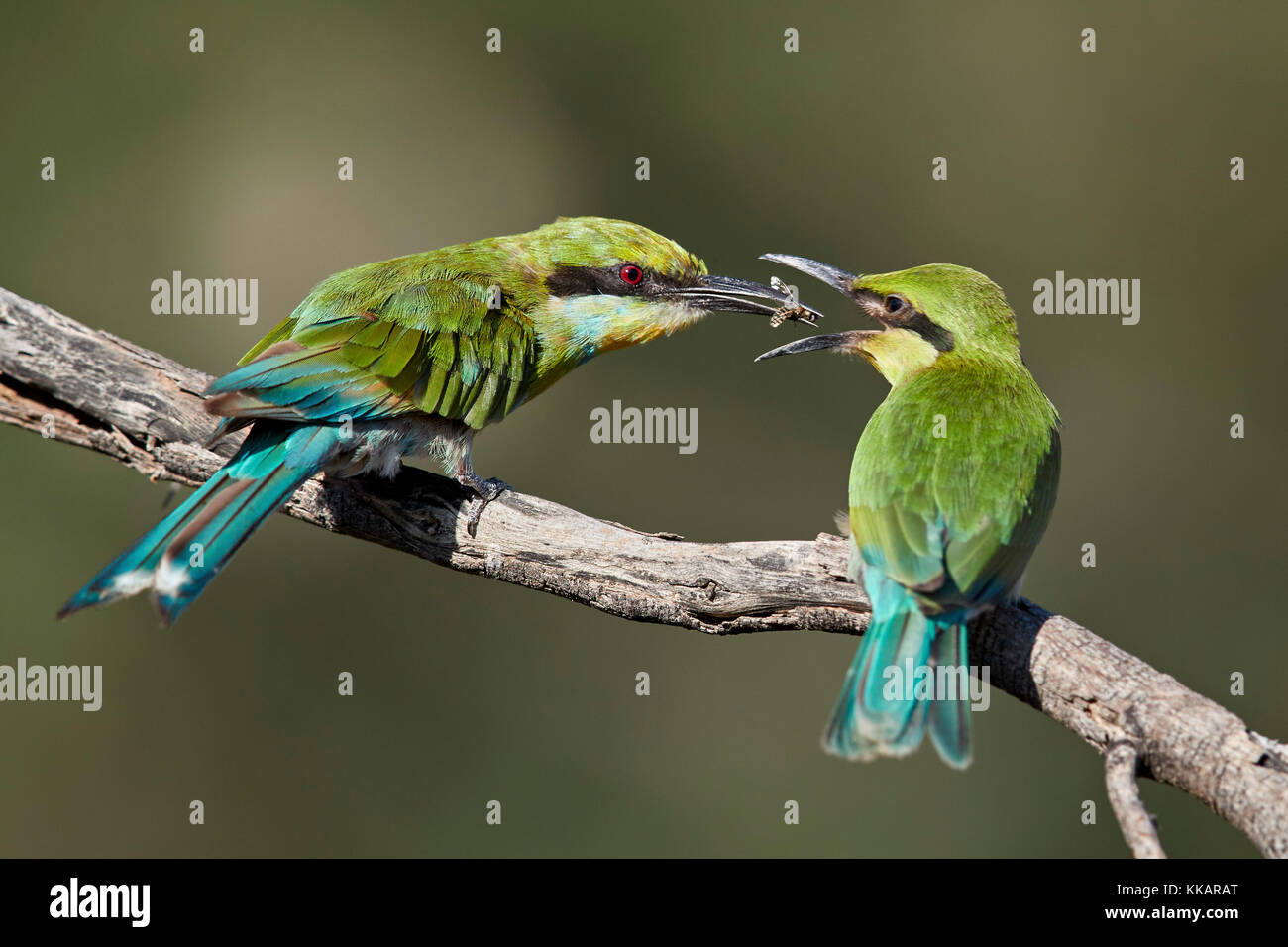Swallow-tailed bee-eater (Merops hirundineus) adult feeding young, Kgalagadi Transfrontier Park, South Africa, Africa Stock Photo