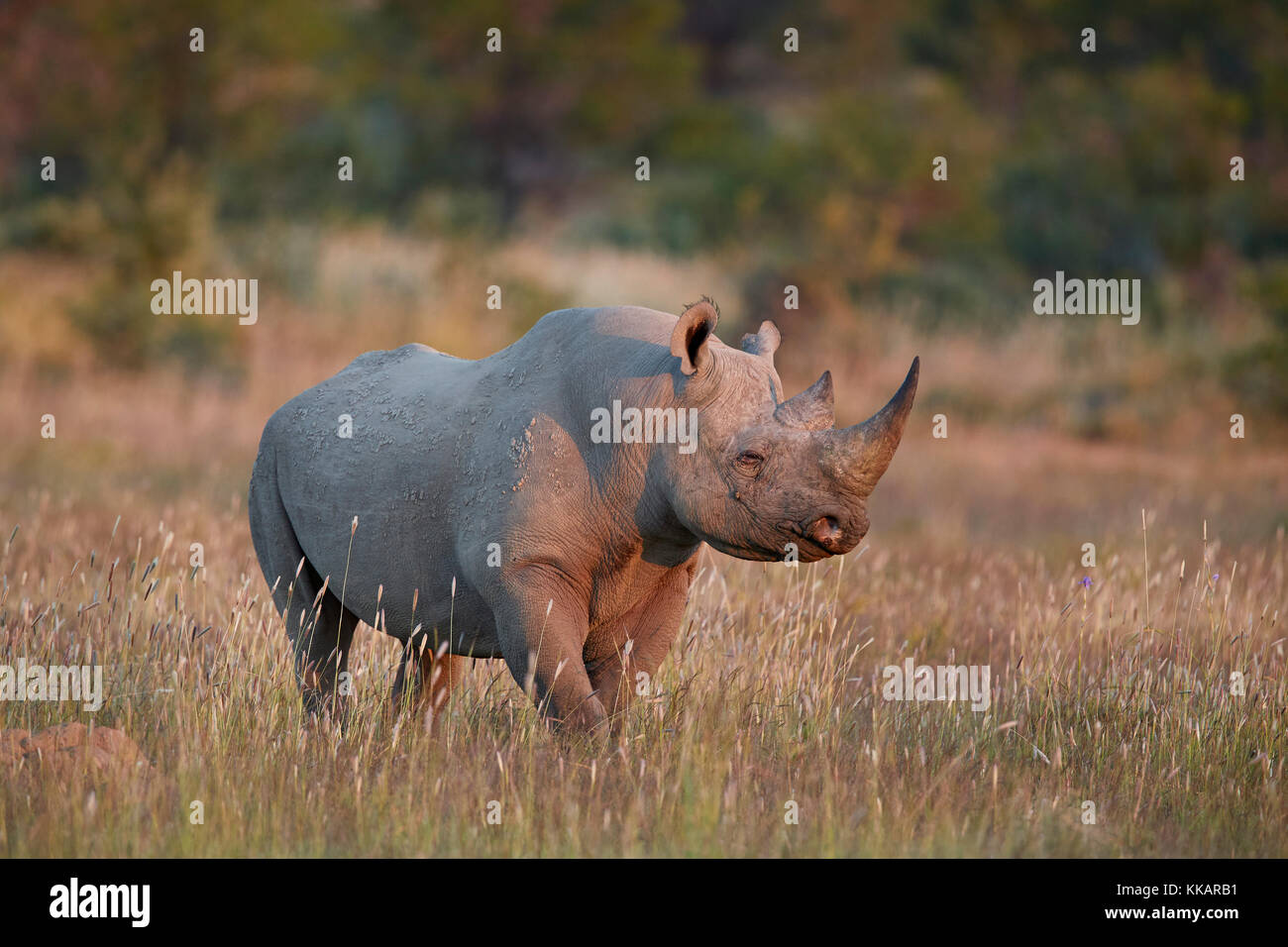 Black Rhinoceros (hook-lipped rhinoceros) (Diceros bicornis), Mountain Zebra National Park, South Africa, Africa Stock Photo