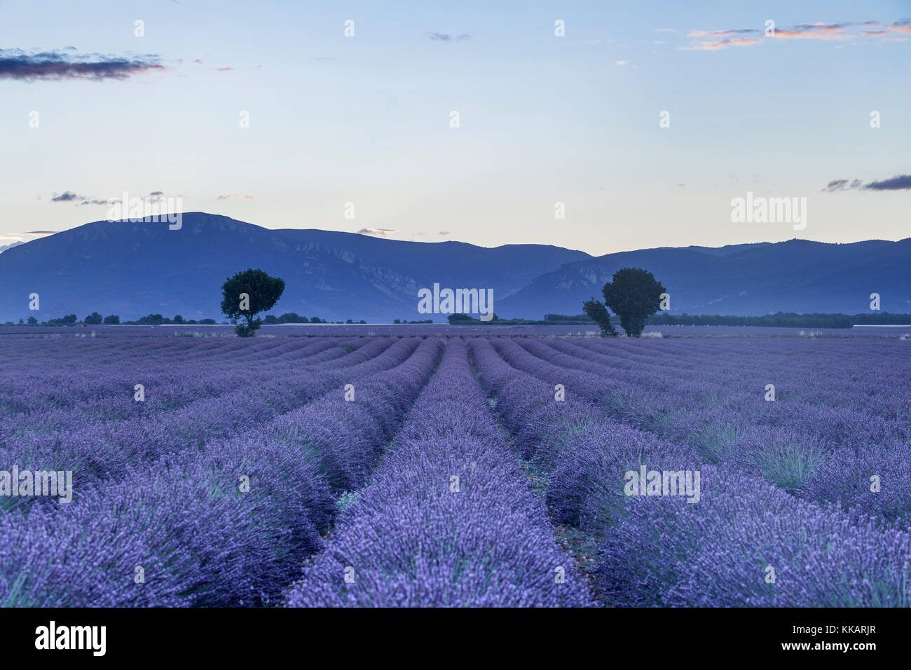 Lavender fields on the Plateau de Valensole, Alpes-de-Haute-Provence, France, Europe Stock Photo