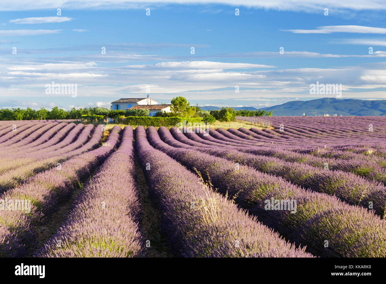 Lavender fields on the Plateau de Valensole, Alpes-de-Haute-Provence, France, Europe Stock Photo