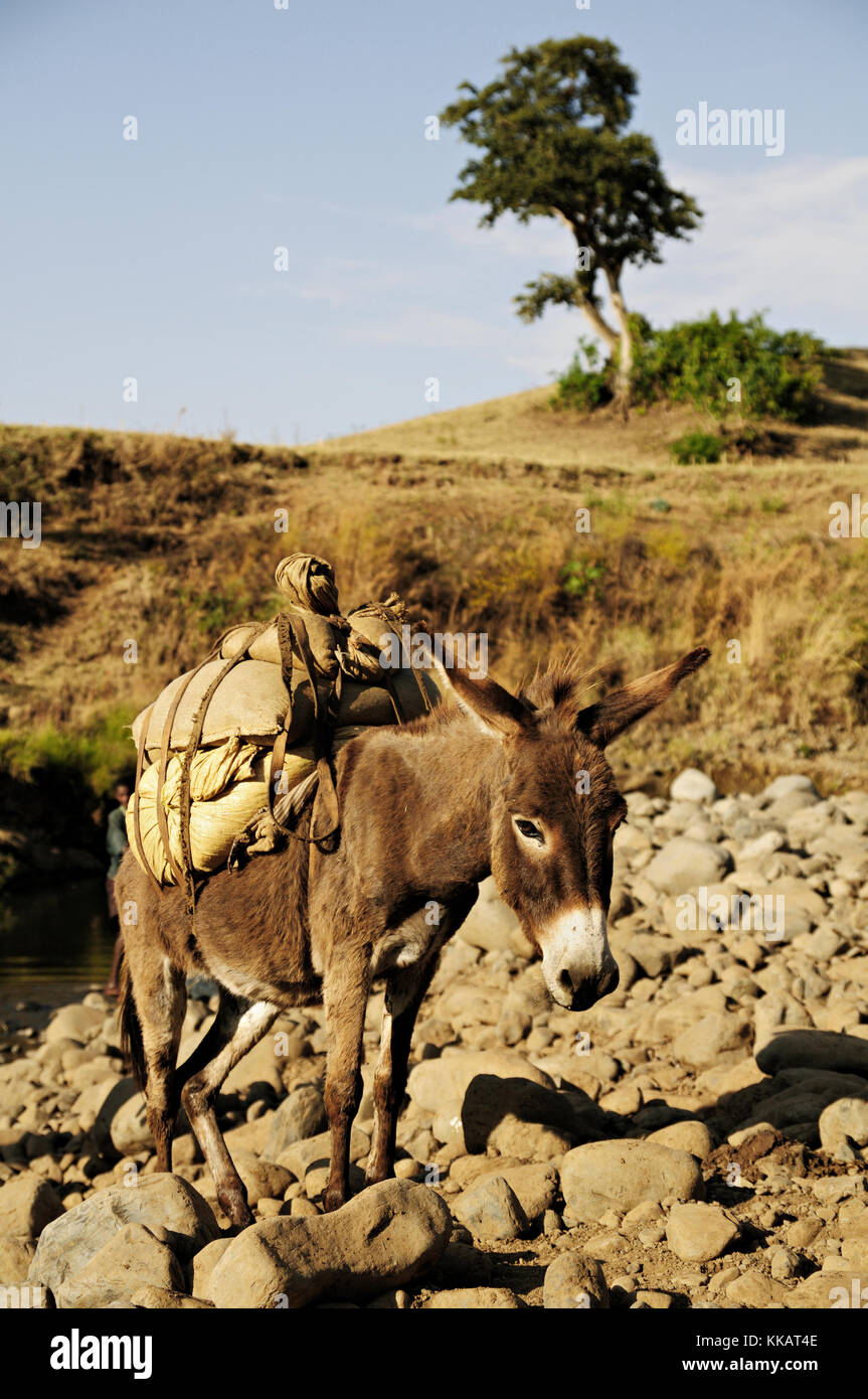 A donkey (Equus africanus asinus) and its load in the countryside, Amhara Region, Ethiopia Stock Photo