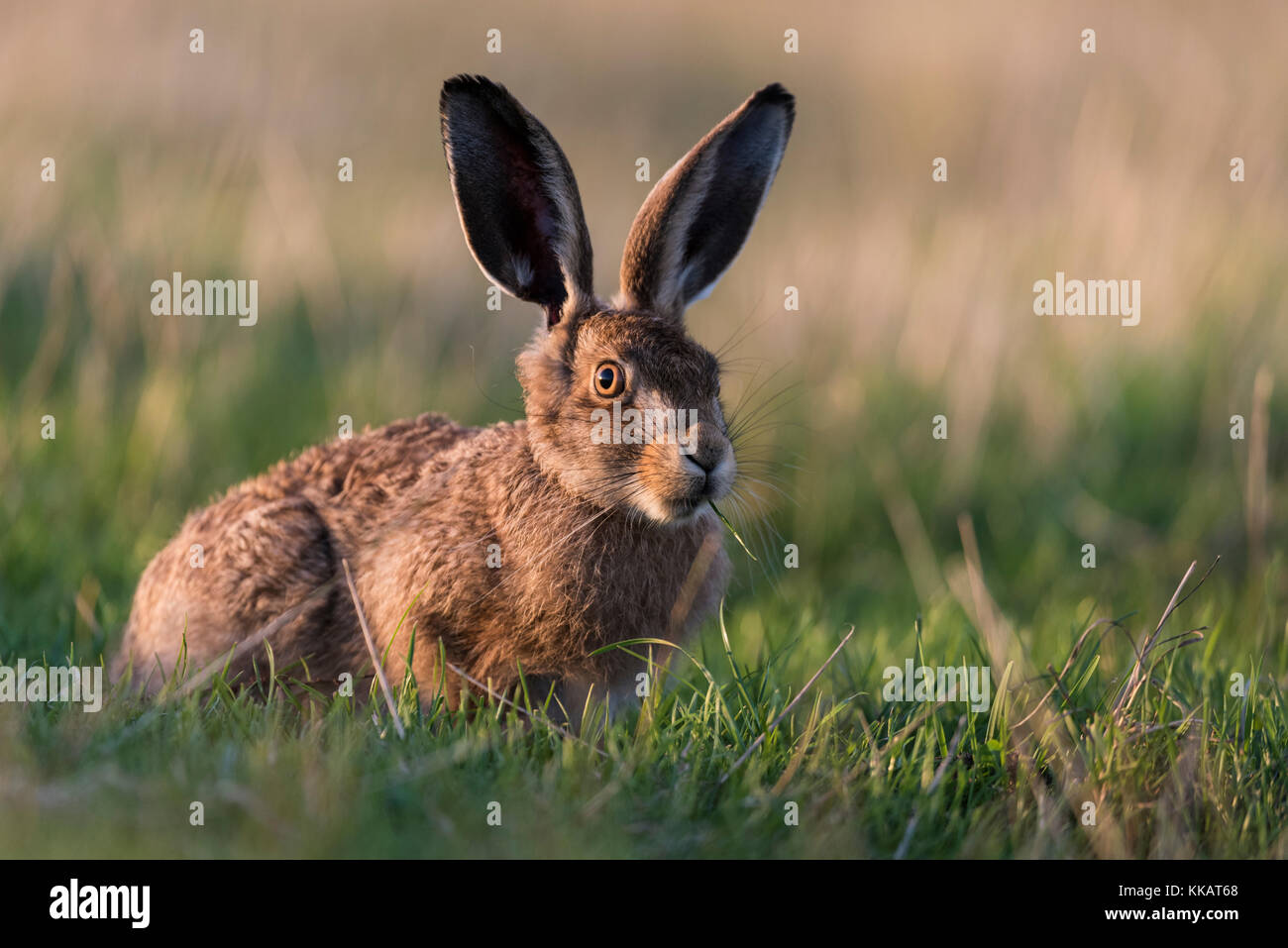 European hare (Lepus europaeus) leveret, Elmley Marshes National Nature Reserve, North Kent Marshes, Isle of Sheppey, Kent, England, United Kingdom Stock Photo
