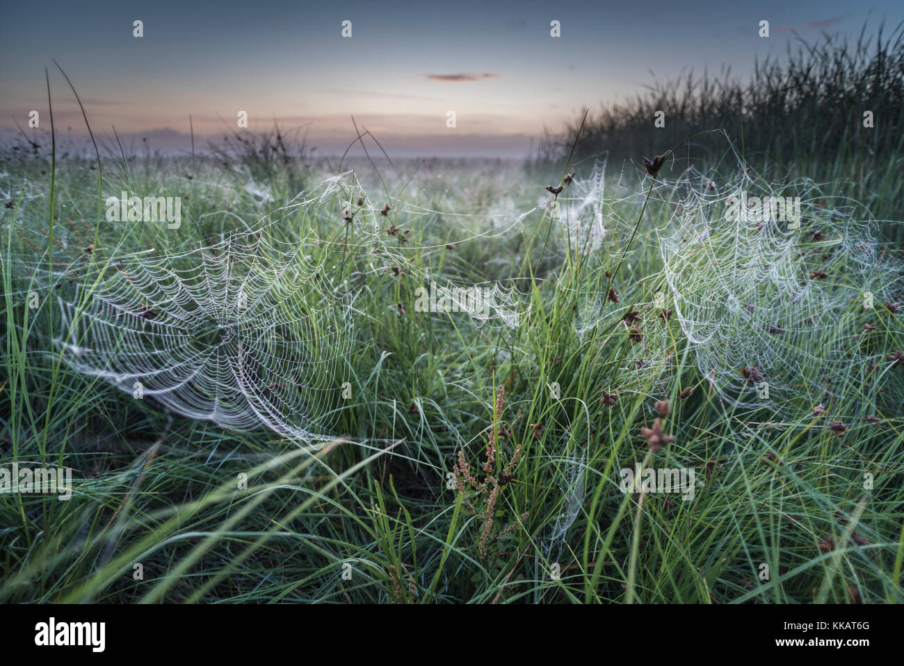 Dew covered orb web in mist at dawn, Elmley Marshes National Nature Reserve, Isle of Sheppey, Kent, England, United Kingdom, Europe Stock Photo