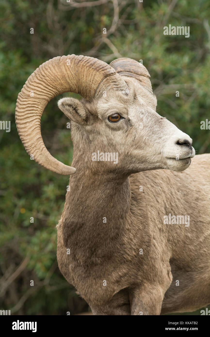 Close up portrait of a wild Rocky Mountain Bighorn Sheep (Ovis canadensis), Jasper National Park, Canada, North America Stock Photo