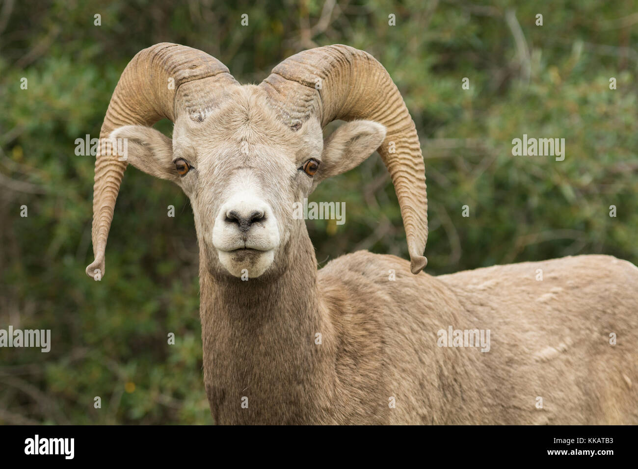 Close up of a wild Rocky Mountain Bighorn Sheep (Ovis canadensis ...