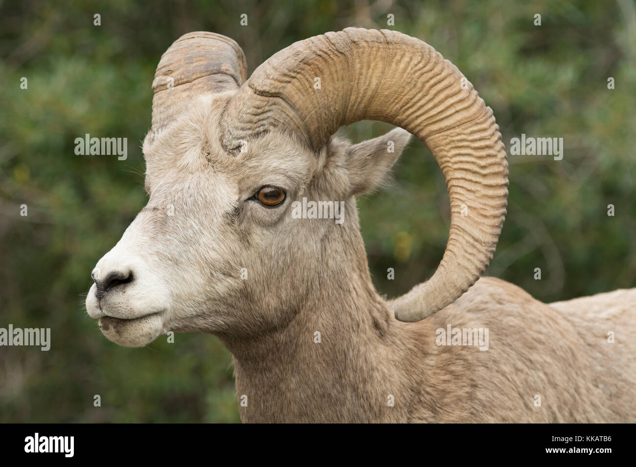 Close up of a wild Rocky Mountain Bighorn Sheep (Ovis canadensis ...
