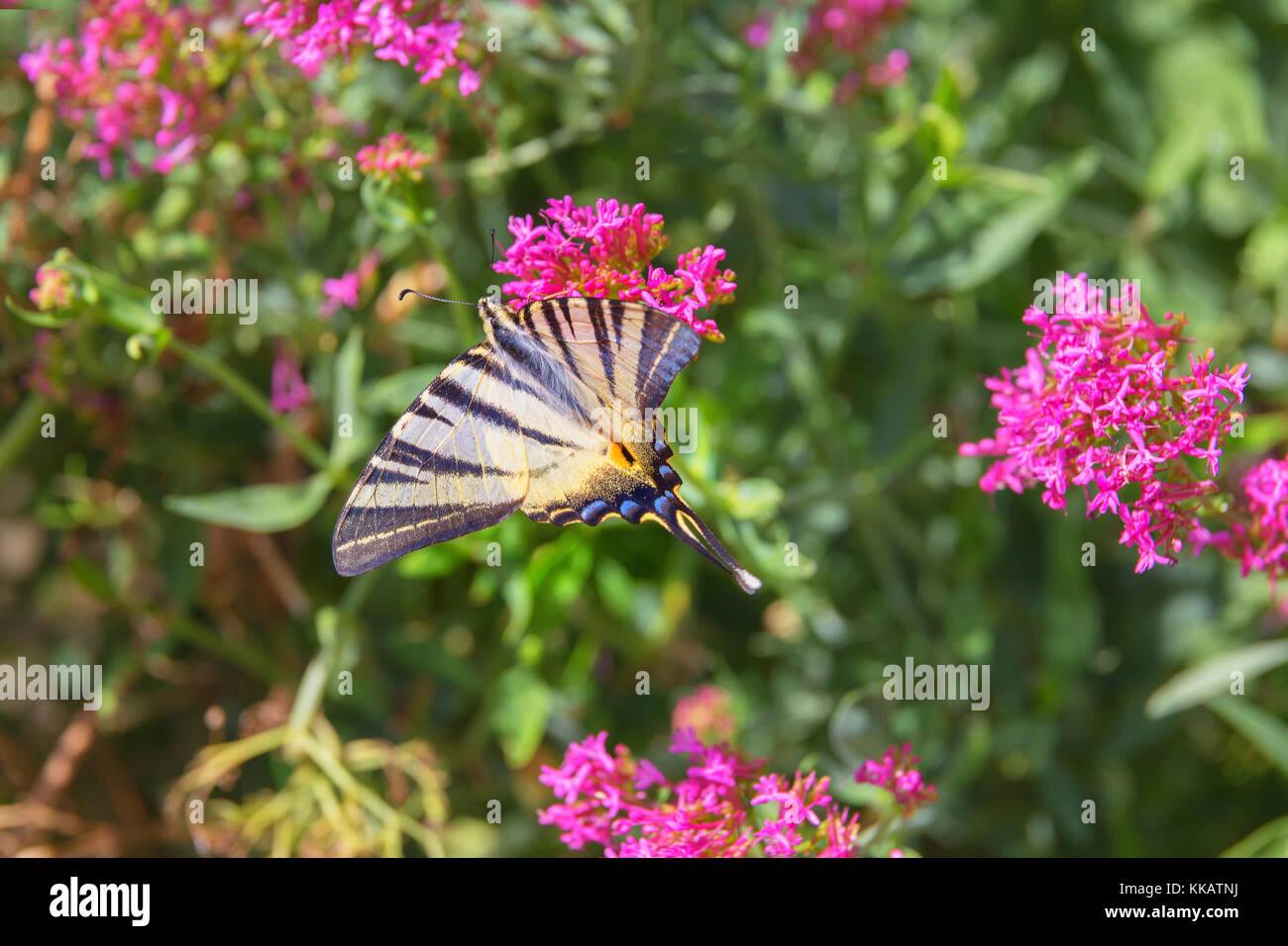 Scarce swallowtail butterfly (Iphiclides podalirius) flying over flowers, Vernazza, Cinque Terre, Liguria, Italy, Europe Stock Photo
