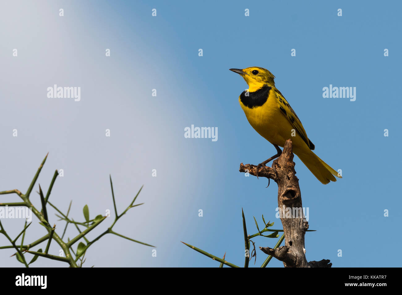 A male golden pipit (Tmetothylacus tenellus) on a branch, Tsavo, Kenya, East Africa, Africa Stock Photo