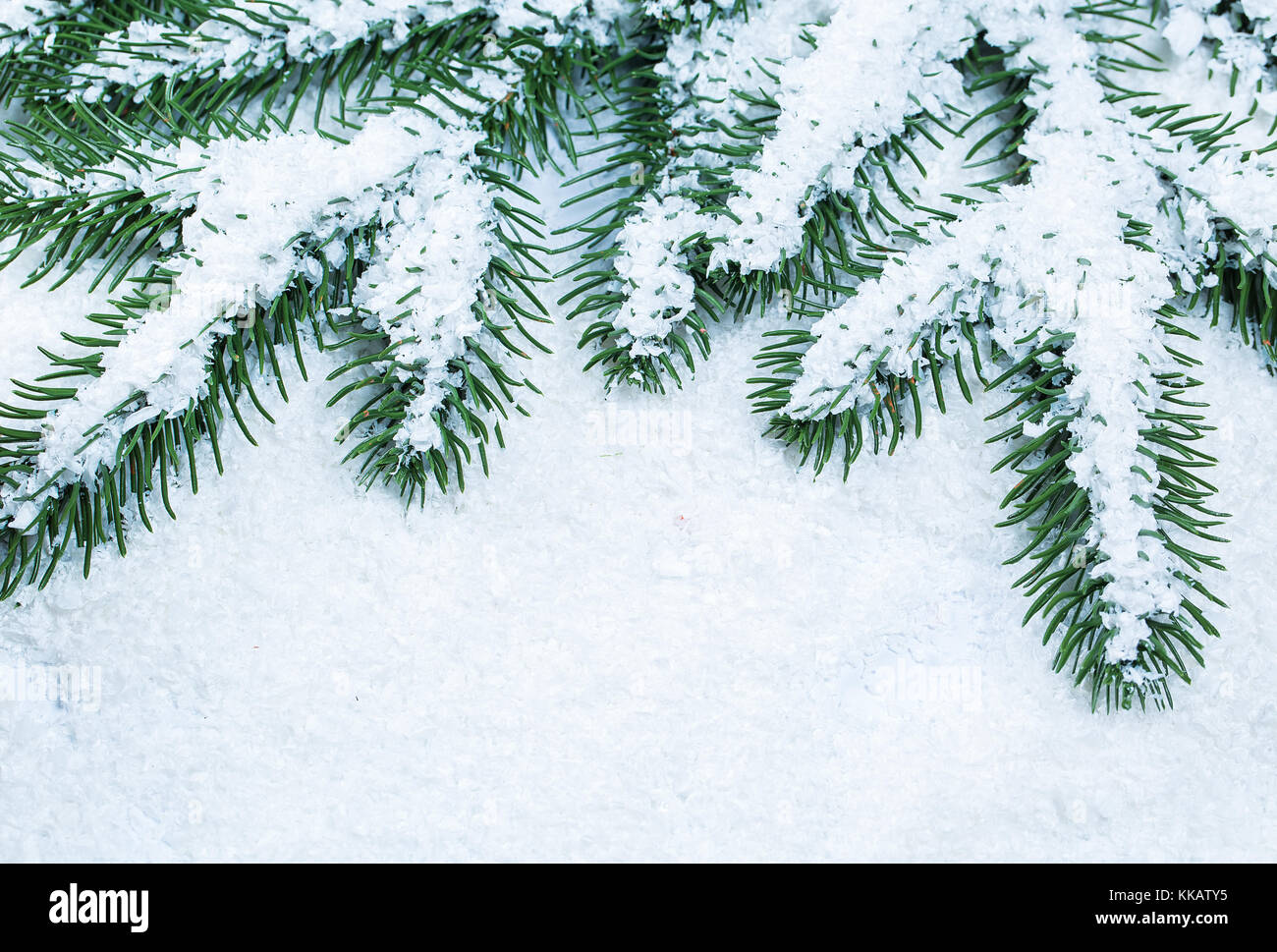 Christmas fir tree frame on white snow background. Free space Stock ...