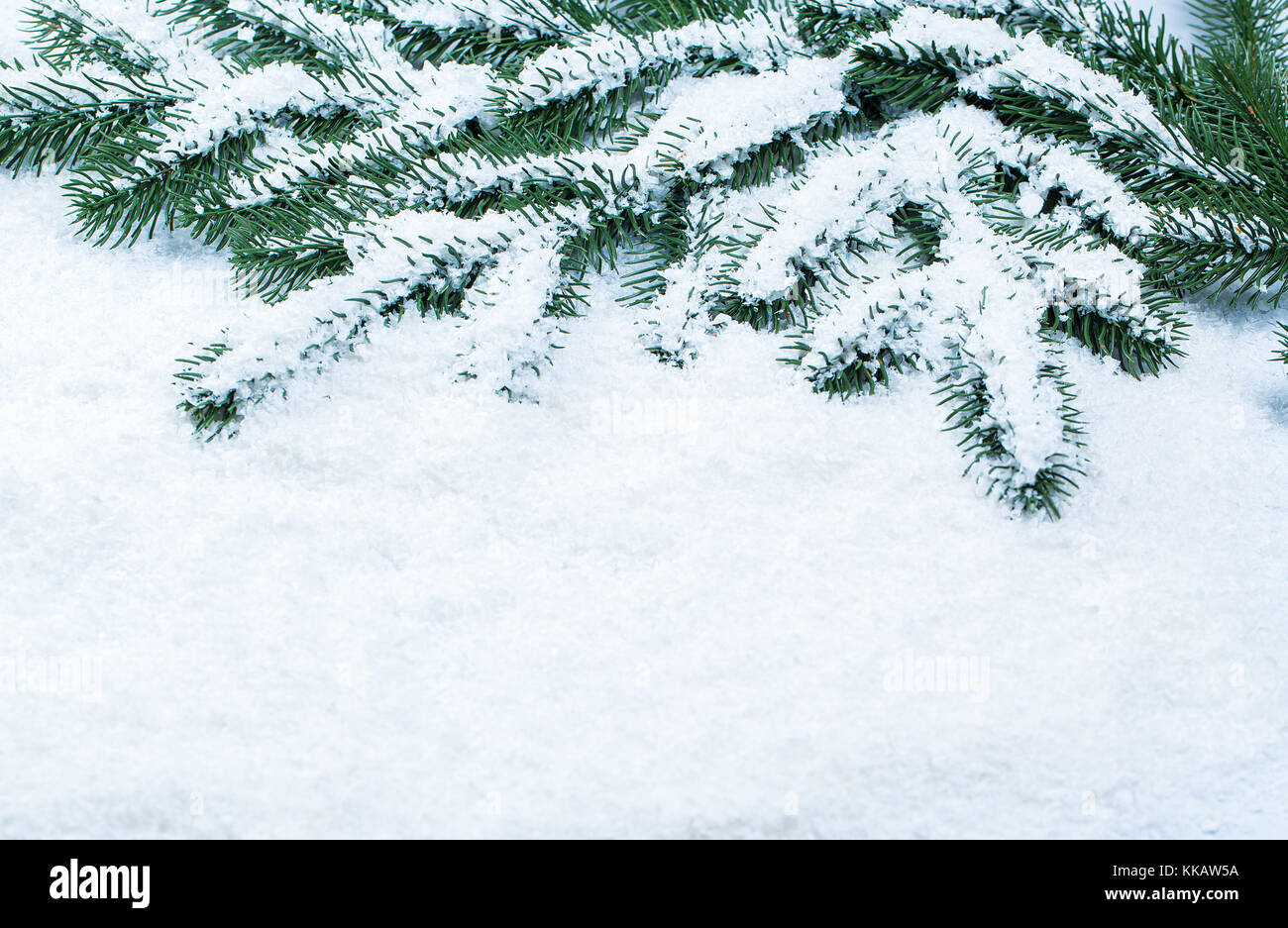 Christmas fir tree frame on white snow background. Free space Stock ...