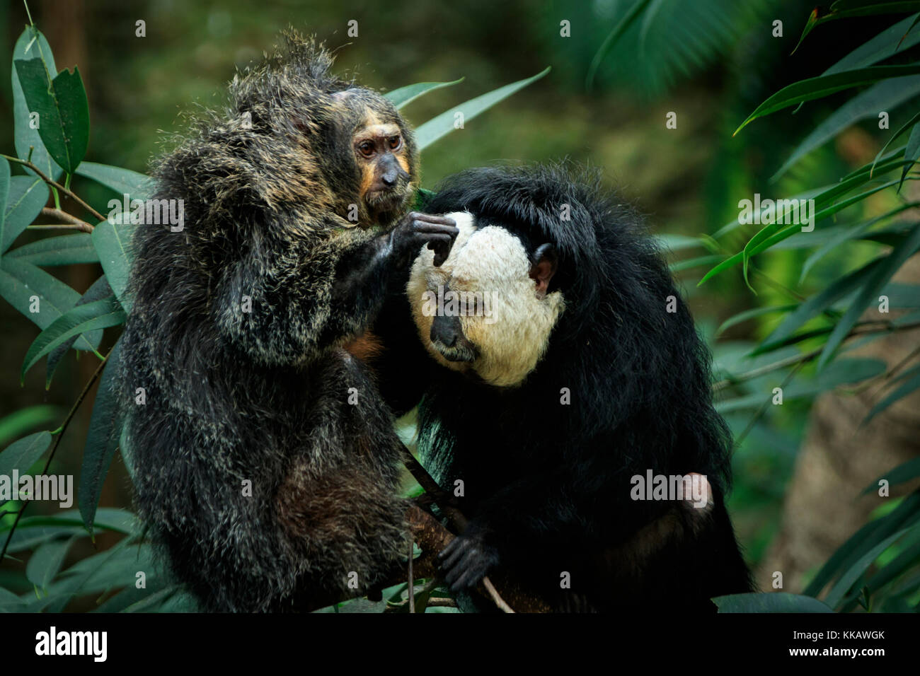 Dallas World Aquarium, Guianan saki, Pithecia pithecia, Whitefaced