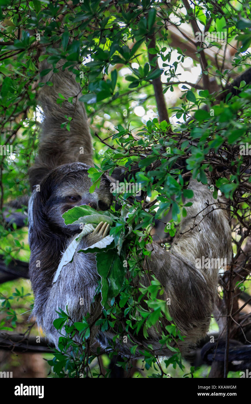 Bradypus variegatus, Brownthroated threetoed sloth, Dallas World