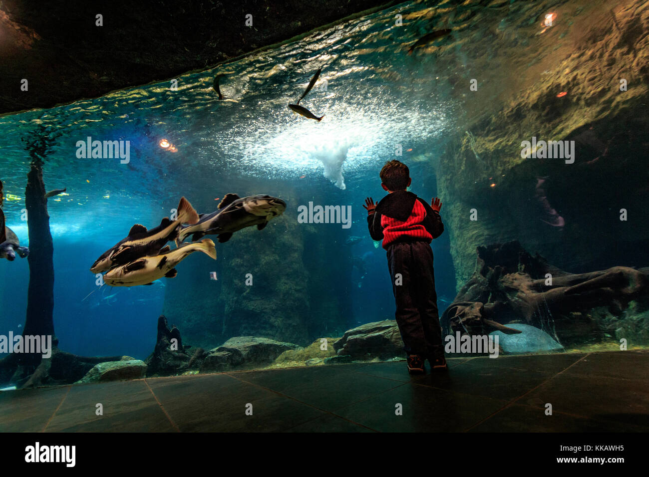 Aquarium, Dallas World Aquarium, Exhibits, Sharks, Sloth, animals, breeding, conservation, fish, mammal, zoo Stock Photo