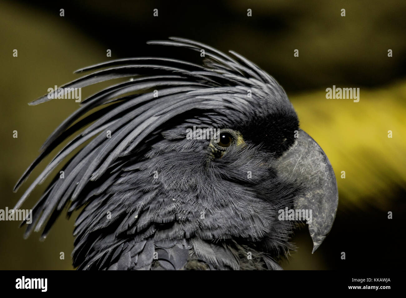 Dallas World Aquarium, Probosciger aterrimus, goliath cockatoo, great black cockatoo, palm cockatoo Stock Photo