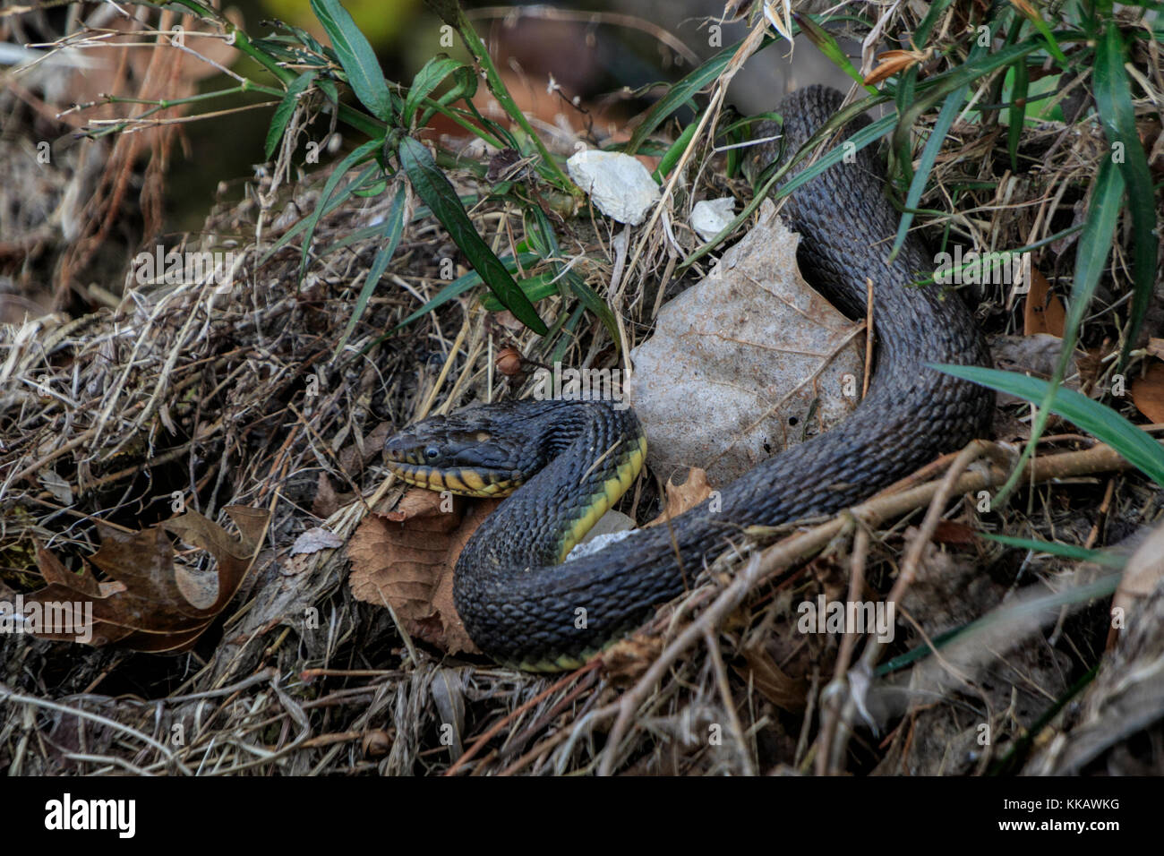 Black Racer snake, Coluber constrictor priapus, Richardson, Texas, USA, nonvenomous Stock Photo