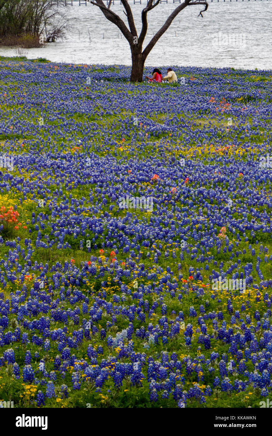 Castilleja, Chrysopsis pilosa, Ennis, Lake Bardwell, Lupinus texensis