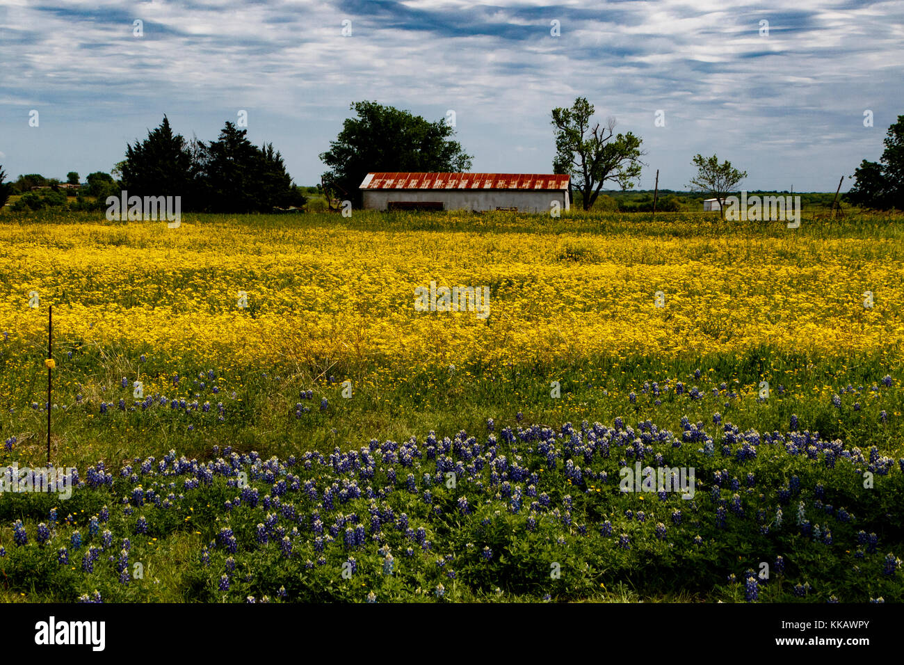 Ennis, Heterotheca pilosa, Lupinus texensis, Texas, USA, bluebonnets, soft golden-aster, springtime, wildflowers Stock Photo