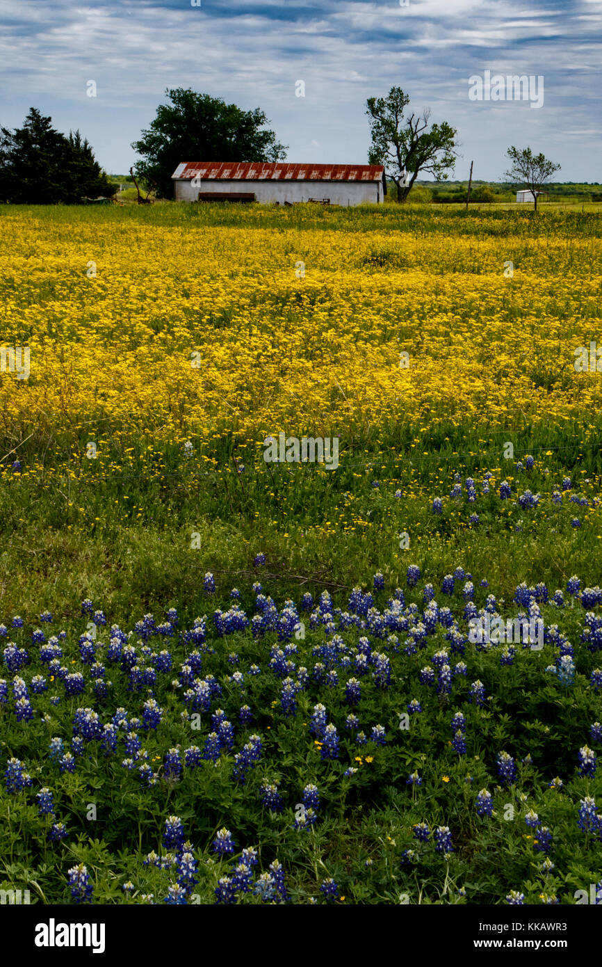 Ennis, Heterotheca pilosa, Lupinus texensis, Texas, USA, bluebonnets, soft golden-aster, springtime, wildflowers Stock Photo