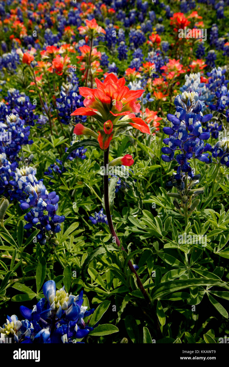 Castilleja, Ennis, Lake Bardwell, Lupinus texensis, Meadow View Nature Area, Texas, USA, bluebonnets, indian paintbrushes, springtime, wildflowers Stock Photo