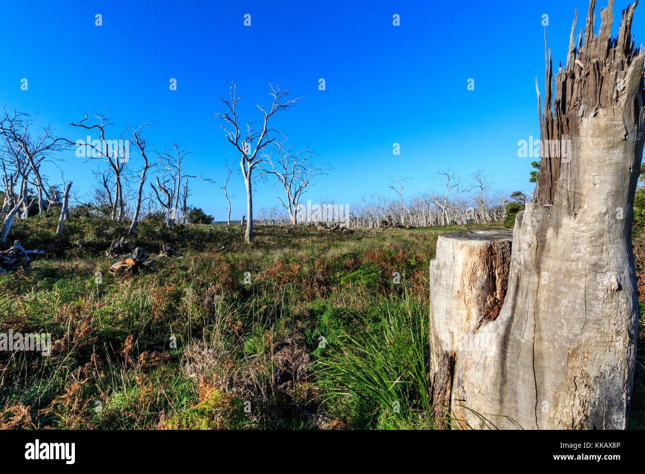 Australia, Cape Oatway, Great Ocean Road, Koala, Victoria, dead gum trees, destruction, eucalypts, leafless, native manna gums Stock Photo