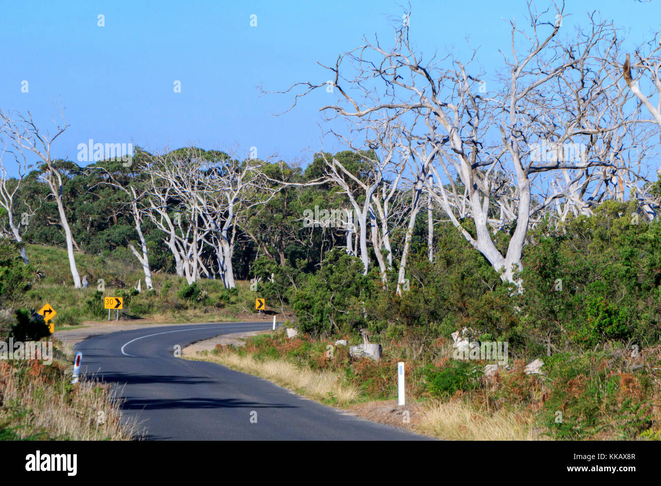 Australia, Cape Oatway, Great Ocean Road, Koala, Victoria, dead gum