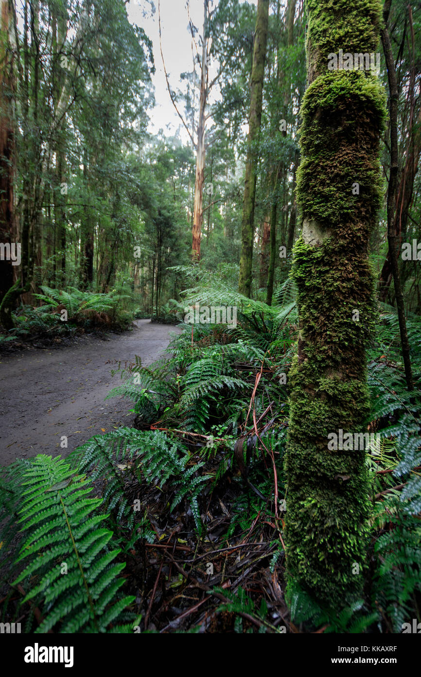 Australia, Barwon South West region, Great Otway National Park, Otway Fly Treetop Walk, Victoria, moss, temperate rainforest Stock Photo