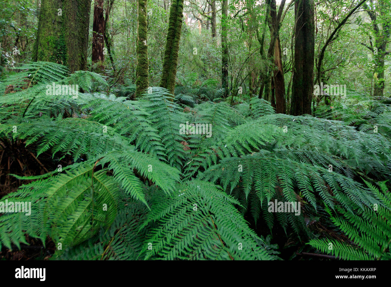 Australia, Barwon South West region, Great Otway National Park, Otway Fly Treetop Walk, Victoria, ferns, temperate rainforest Stock Photo