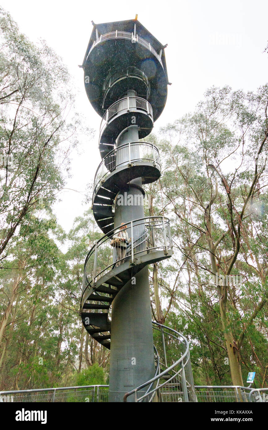 Australia, Barwon South West region, Great Otway National Park, Otway Fly Treetop Walk, Victoria, temperate rainforest Stock Photo