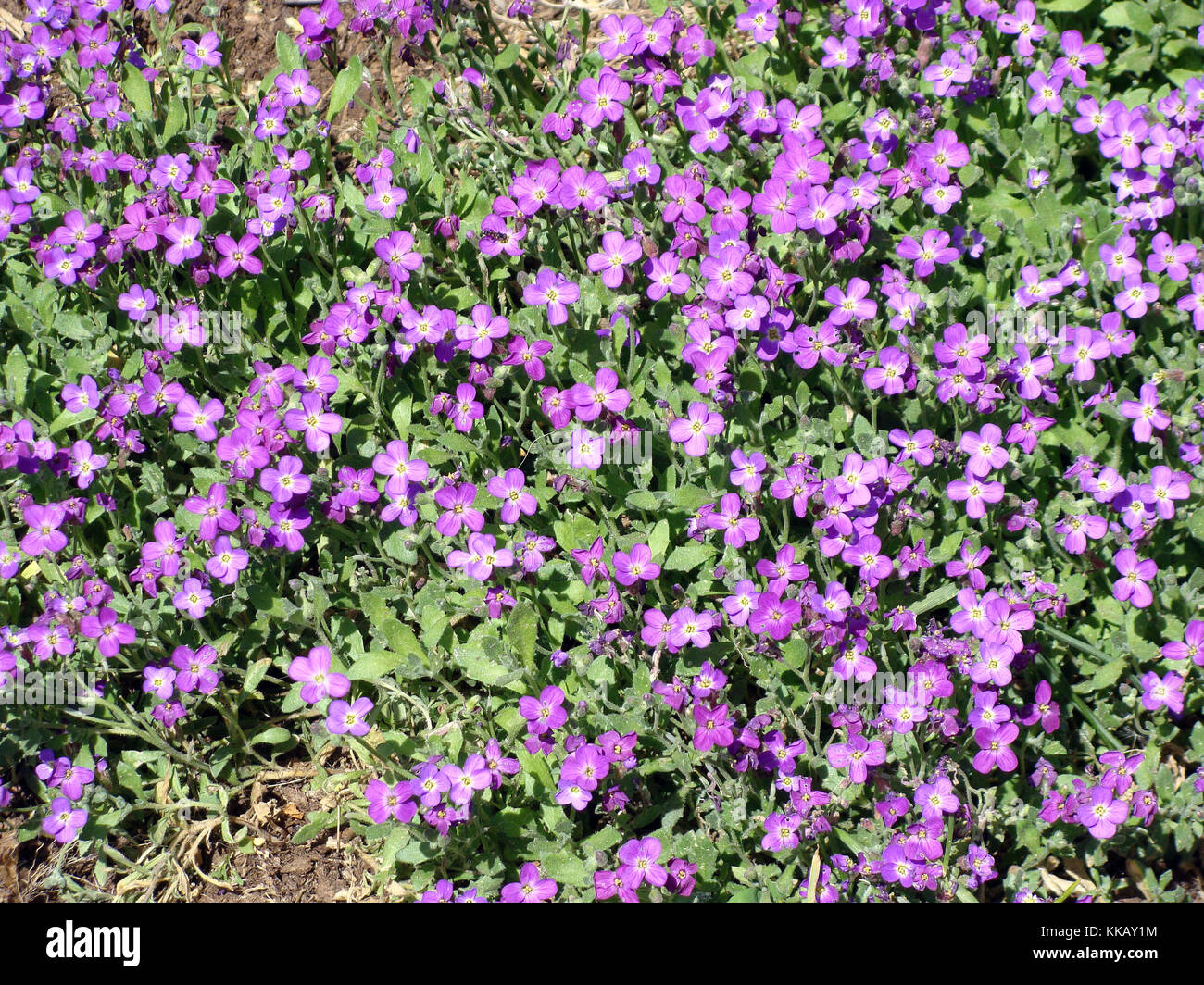 Lot Of Small Violet Purple Flowers Outdoor Close Up Stock Photo Alamy