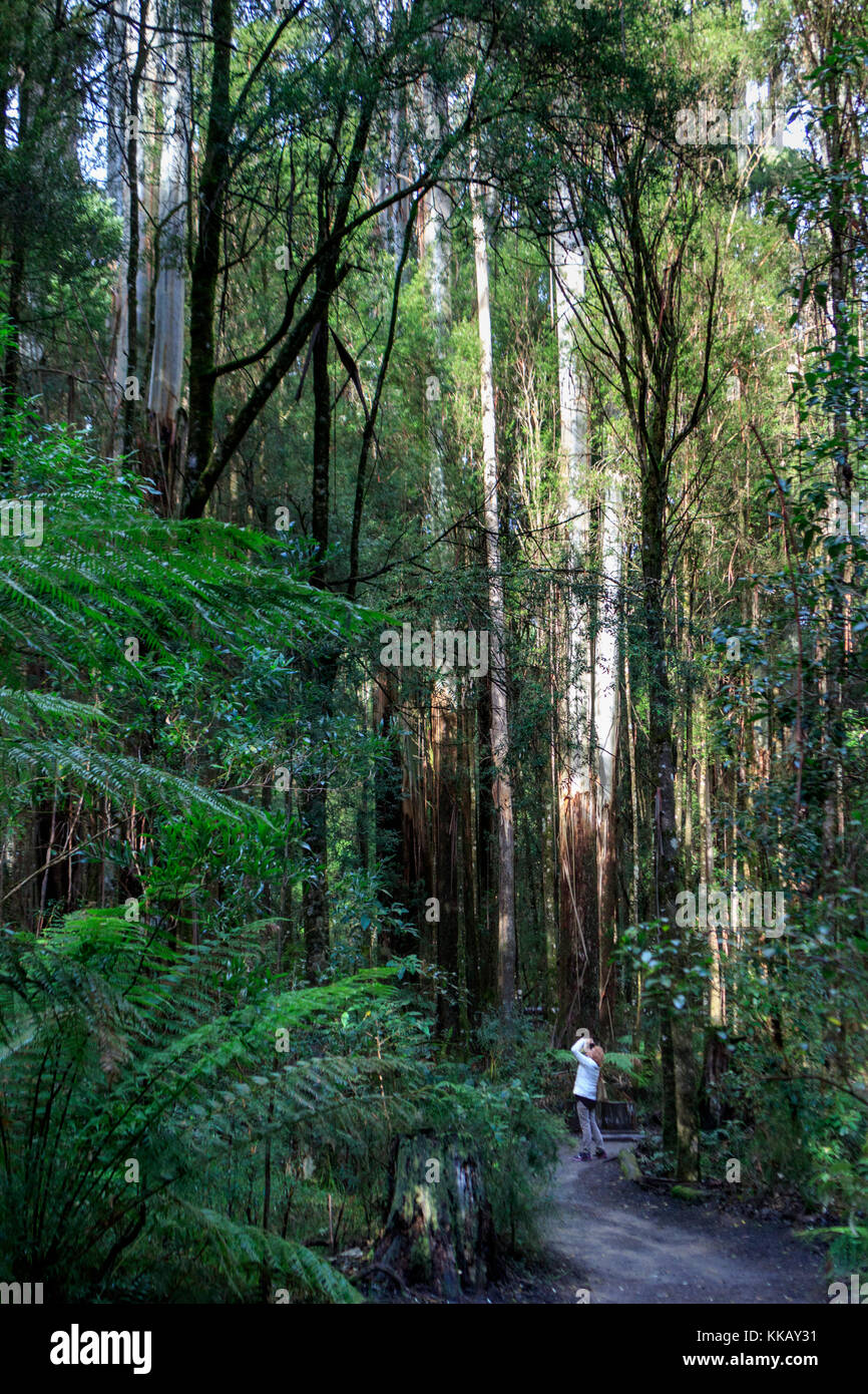 Australia, Barwon South West region, Great Otway National Park, Otway Fly Treetop Walk, Victoria, ferns, temperate rainforest Stock Photo