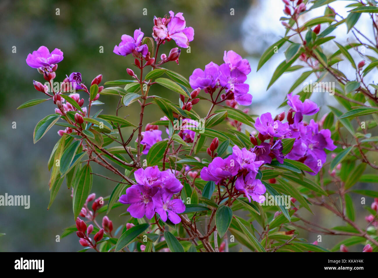 Australia, Eden, New South Wales, Tibouchina semidecandra, evergreen shrub, glory bush, lasiandra, princess flower, royal purple blossoms Stock Photo