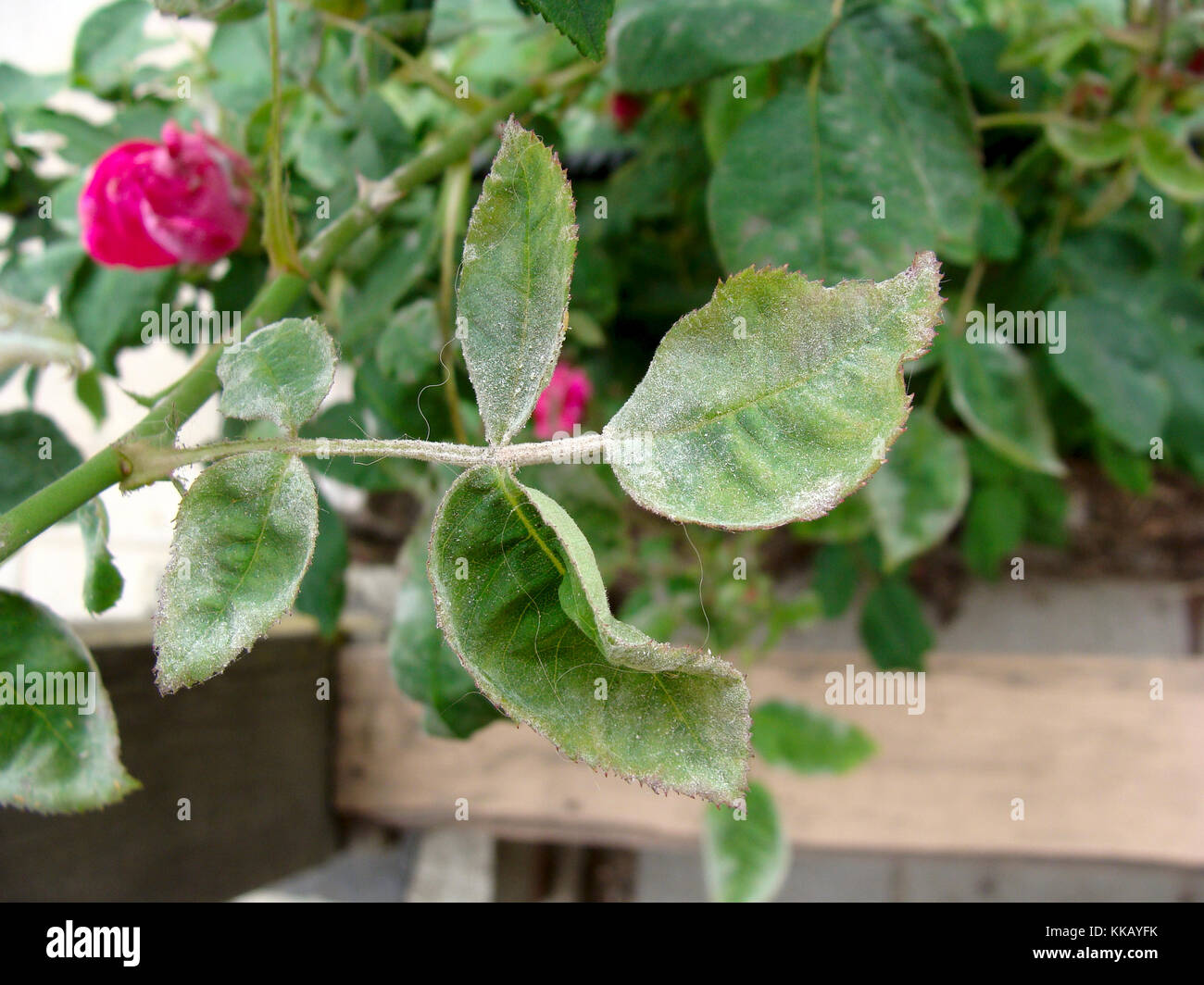 Rose plant leaves damaged by fungal disease powdery mildew close up