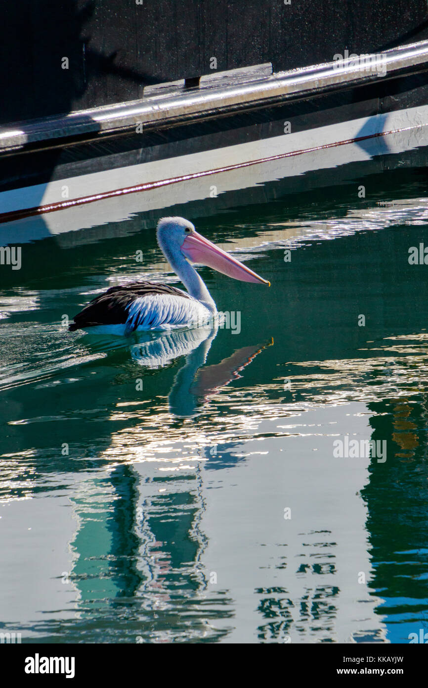 Australia, Australian Pelican, Lakes Entrance, Pelecanidae, Pelecanus ...