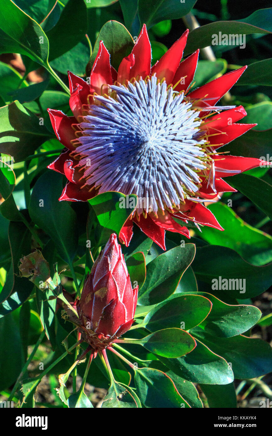 Australia, King Protea, Lakes Entrance, Protea, Protea cynaroides