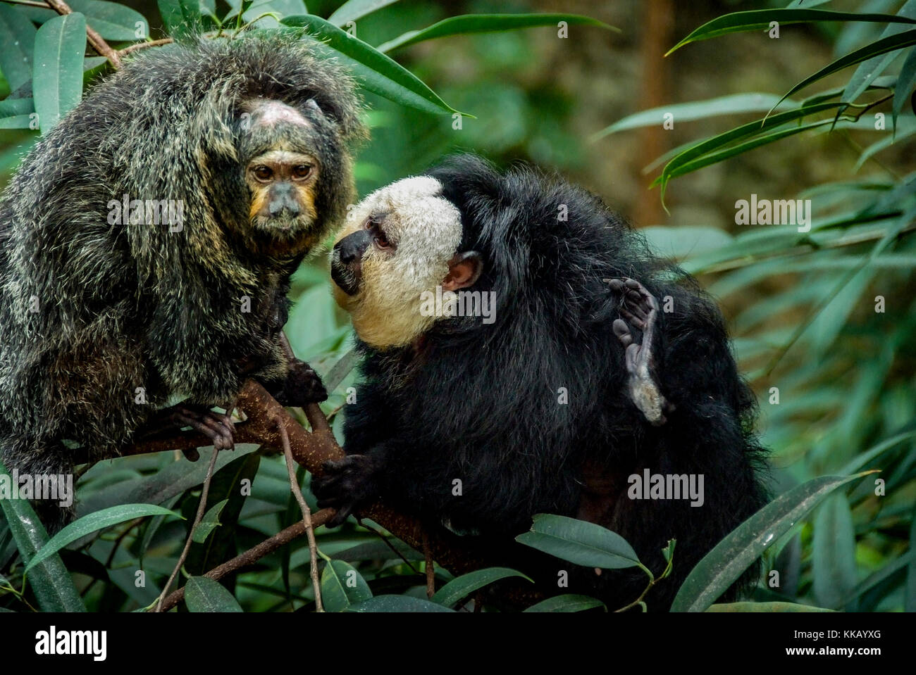 Dallas World Aquarium, Guianan saki, Pithecia pithecia, Whitefaced