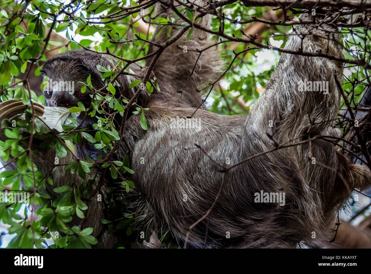 Bradypus variegatus, Brown-throated three-toed sloth, Dallas World Aquarium Stock Photo