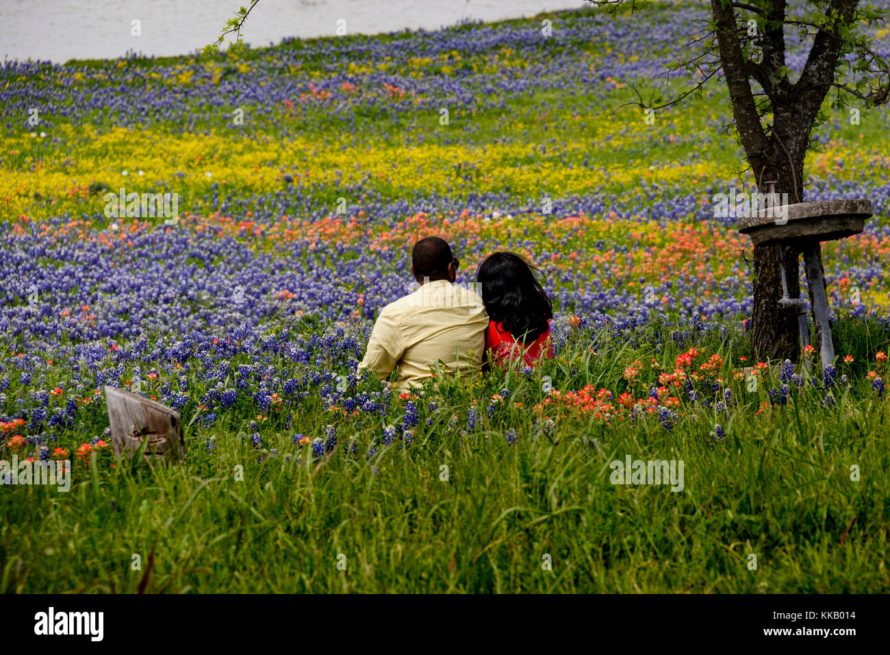 African American, Castilleja, Chrysopsis pilosa, Ennis, Lake Bardwell