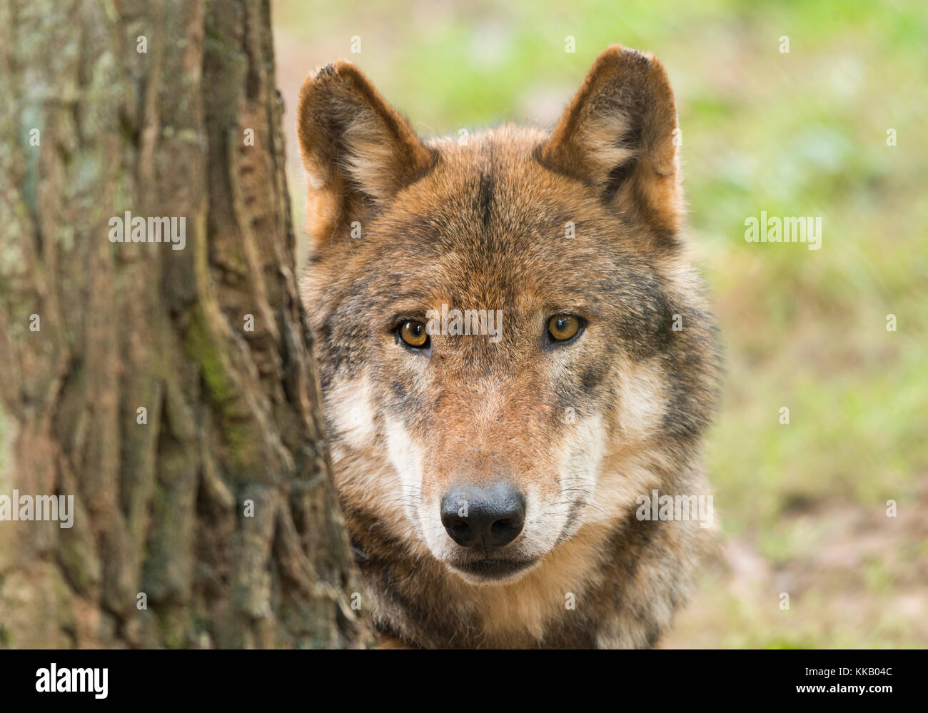 Gray wolf (Canis lupus) behind tree trunk, portrait, captive, Germany Stock Photo