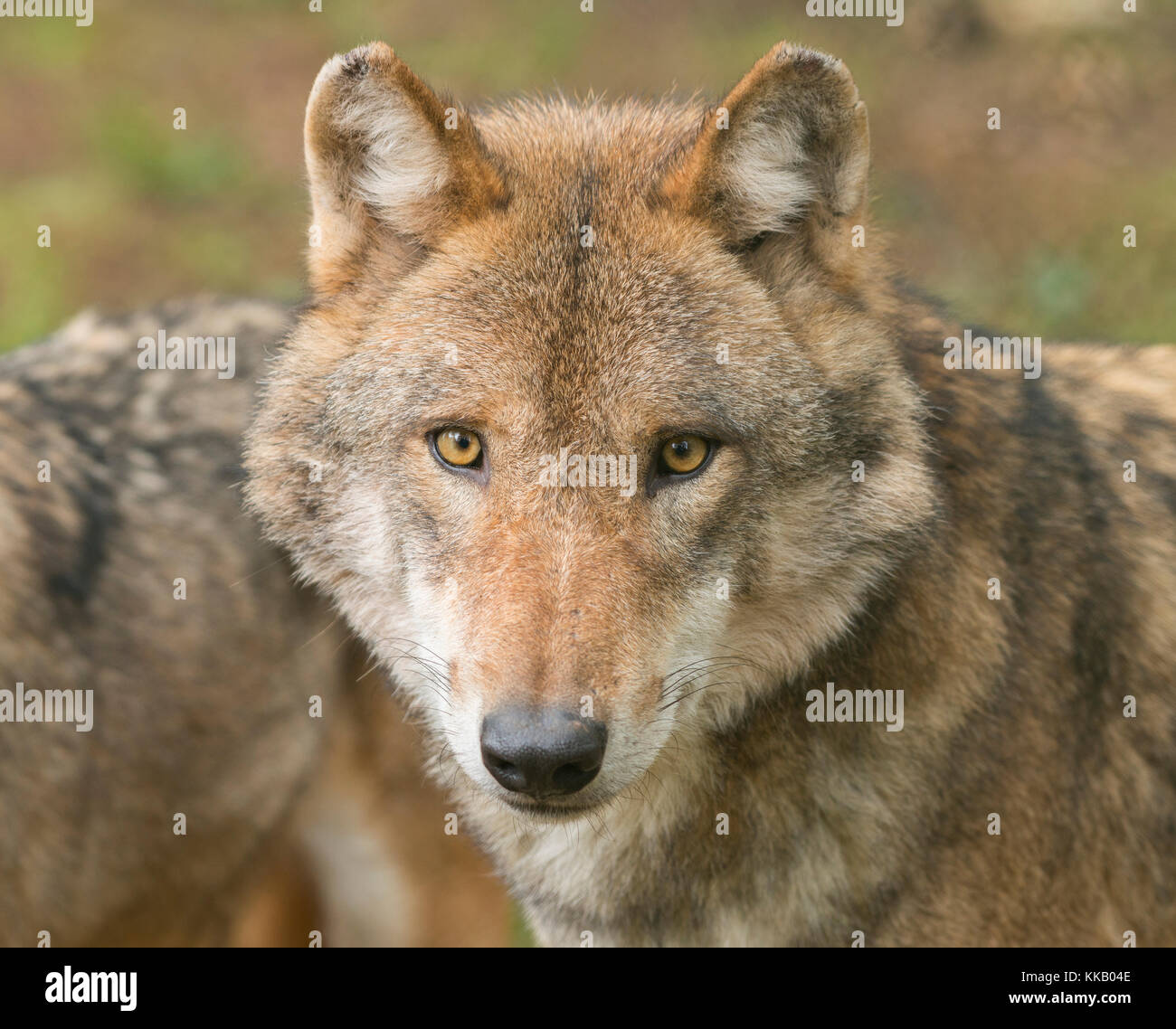 Wolf (Canis lupus), portrait, captive, Germany Stock Photo