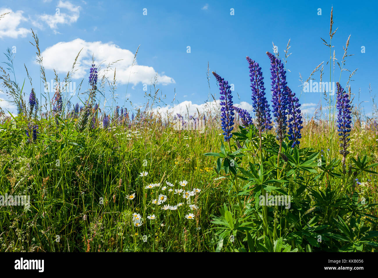 Large-leaved lupin (Lupinus polyphyllus), blooming in meadow, nature reserve Lange Rhön, biosphere reserve Rhön, Germany Stock Photo