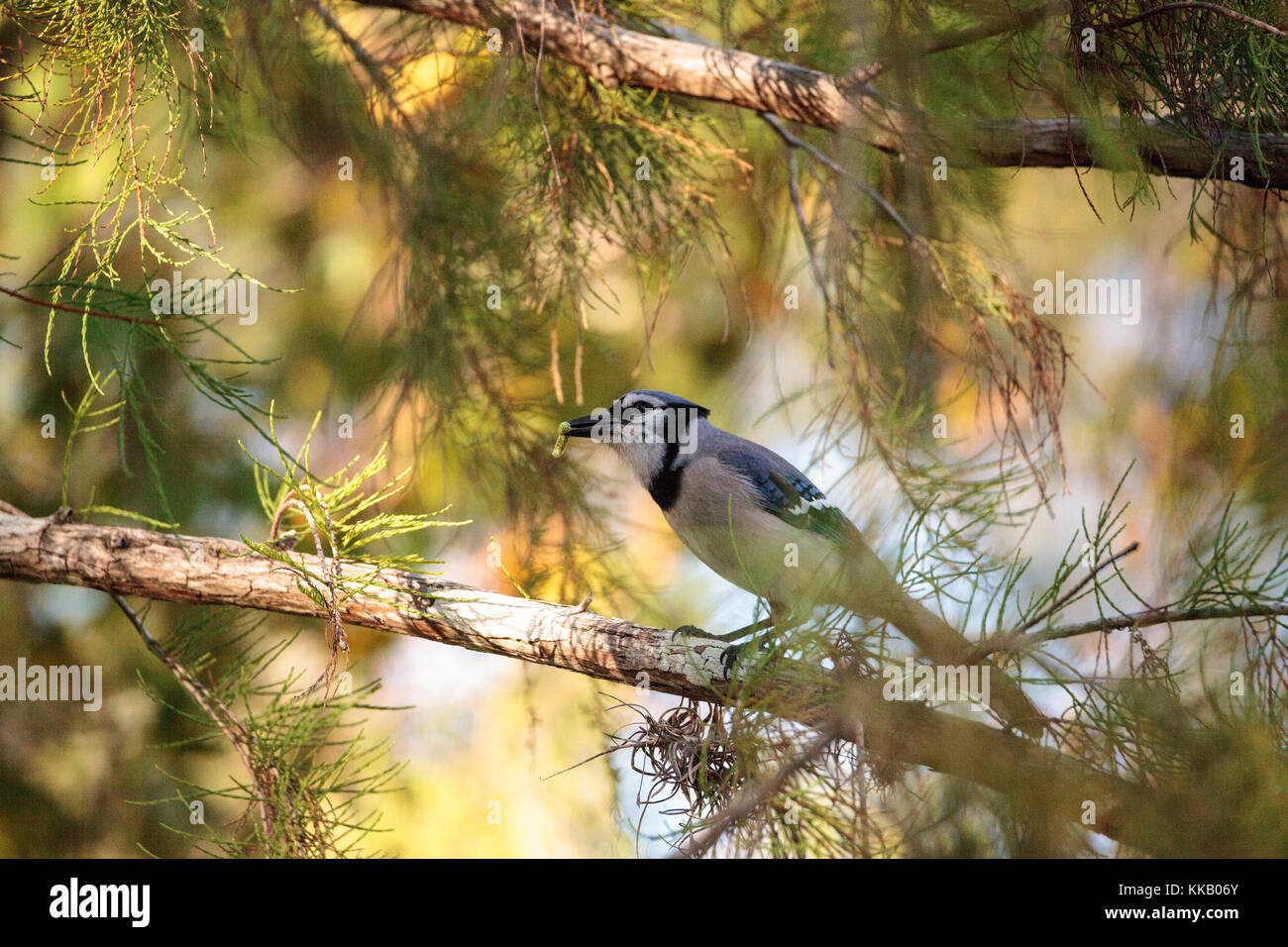 Florida Blue Jay Bird Cyanocitta Cristata Perches In A Tree In Naples Florida Stock Photo Alamy Florida Blue Jay Bird Cyanocitta Cristata Perches In A Tree In Naples Florida Stock Photo Alamy