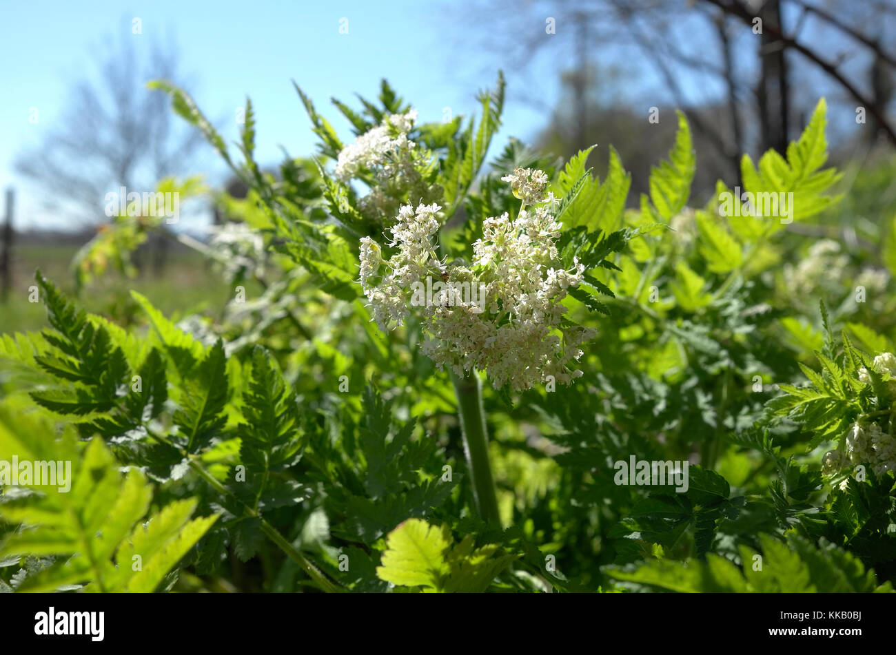 Sweet Cicely a UK native herb Stock Photo