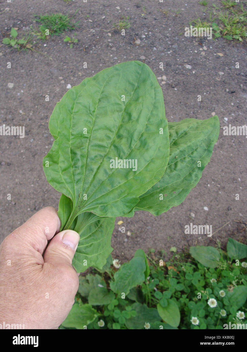 Waild medicinal plant greater plantain leaves on hand close up Stock Photo